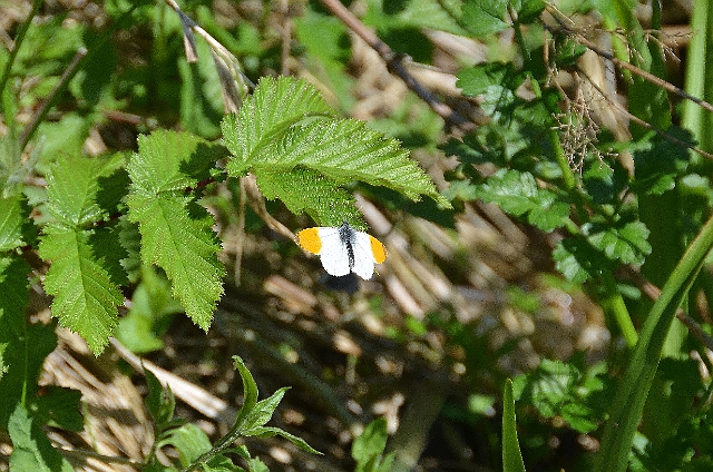 12 05 12_0671_edited-1.jpg - ORANGE TIP (MALE) - RIVER ITCHEN - 12.5.12